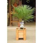 Blumen Senf Chinesische Hanfpalme