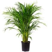 Blumen Senf Goldfruchtpalme