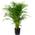 Blumen Senf Goldfruchtpalme