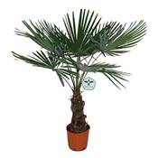 Blumen Senf Hanfpalme Vergleich