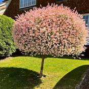 Blumen Senf Harlekinweide