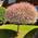 Blumen Senf Harlekinweide