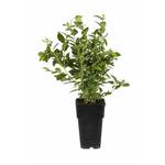 Blumen Senf Heidelbeere Bluecrop