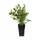 Blumen Senf Heidelbeere Bluecrop