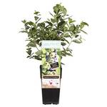 ‎Blumen Senf Heidelbeere Northland