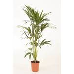 Blumen Senf Howea Forsteriana