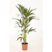 Blumen Senf Howea Forsteriana