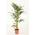 Blumen Senf Howea Forsteriana