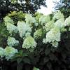 Blumen Senf Hydrangea Paniculata