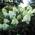 Blumen Senf Hydrangea Paniculata