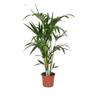 Blumen Senf Kentia Palme Howea forsteriana