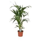 Blumen Senf Kentia Palme Howea forsteriana