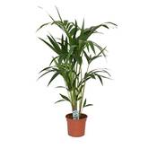 Blumen Senf Kentia Palme Howea forsteriana