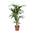 Blumen Senf Kentia Palme Howea forsteriana