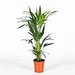 Blumen Senf Kentia Palme