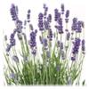 Blumen Senf Lavendel Angustifolia