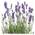 Blumen Senf Lavendel Angustifolia