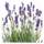Blumen Senf Lavendel Angustifolia
