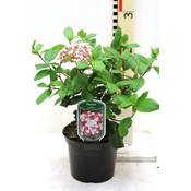 Blumen Senf Mittelmeer-Schneeball Viburnum tinus Gwenllian Vergleich