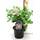Blumen Senf Mittelmeer-Schneeball Viburnum tinus Gwenllian