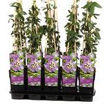 Blumen-Senf Passiflora Purple Haze