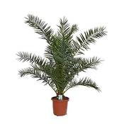 Blumen Senf Phoenix Canariensis