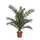 Blumen Senf Phoenix Canariensis
