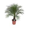 Blumen Senf Zwerg Dattelpalme