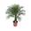 Blumen Senf Zwerg Dattelpalme