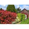 Blumen Senf Rote Glanzmispel Red Robin