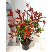 ‎Blumen Senf Rote Glanzmispel Vergleich