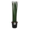 Blumen-Senf Bogenhanf Sansevieria cylindrica