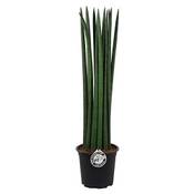 Blumen-Senf Bogenhanf Sansevieria cylindrica