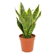 Blumen Senf Sansevieria trifasciata Futura Superba