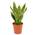 Blumen Senf Sansevieria trifasciata Futura Superba