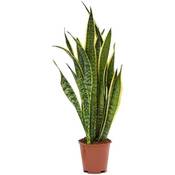 Blumen Senf Sansevieria trifasciata Laurentii Vergleich
