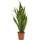 Blumen Senf Sansevieria trifasciata Laurentii