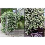 Blumen Senf Sternjasmin