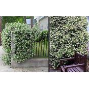 Blumen Senf Sternjasmin Vergleich