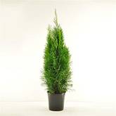 Thuja Test & Vergleich  Top 11 im Juni 2026