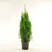 Blumen Senf Thuja Occidentalis Smaragd Vergleich