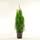 Blumen Senf Thuja Occidentalis Smaragd