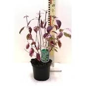 Blumen Senf Weißbunter Sibirischer Hartriegel Vergleich