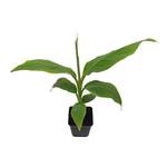 Blumen Senf Musa Basjoo