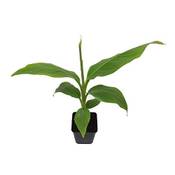 Blumen Senf Musa Basjoo Vergleich