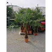 Blumen-Senf winterharte Hanfpalme