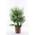Blumen Senf Winterharte Zwergpalme