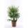 Blumen Senf Winterharte Zwergpalme