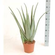 Blumen Senf XXL Aloe-vera-Pflanze