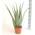 Blumen Senf XXL Aloe-vera-Pflanze